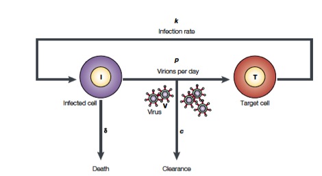/Basic model of viral infection