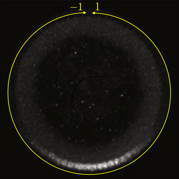 Dorsal gradient