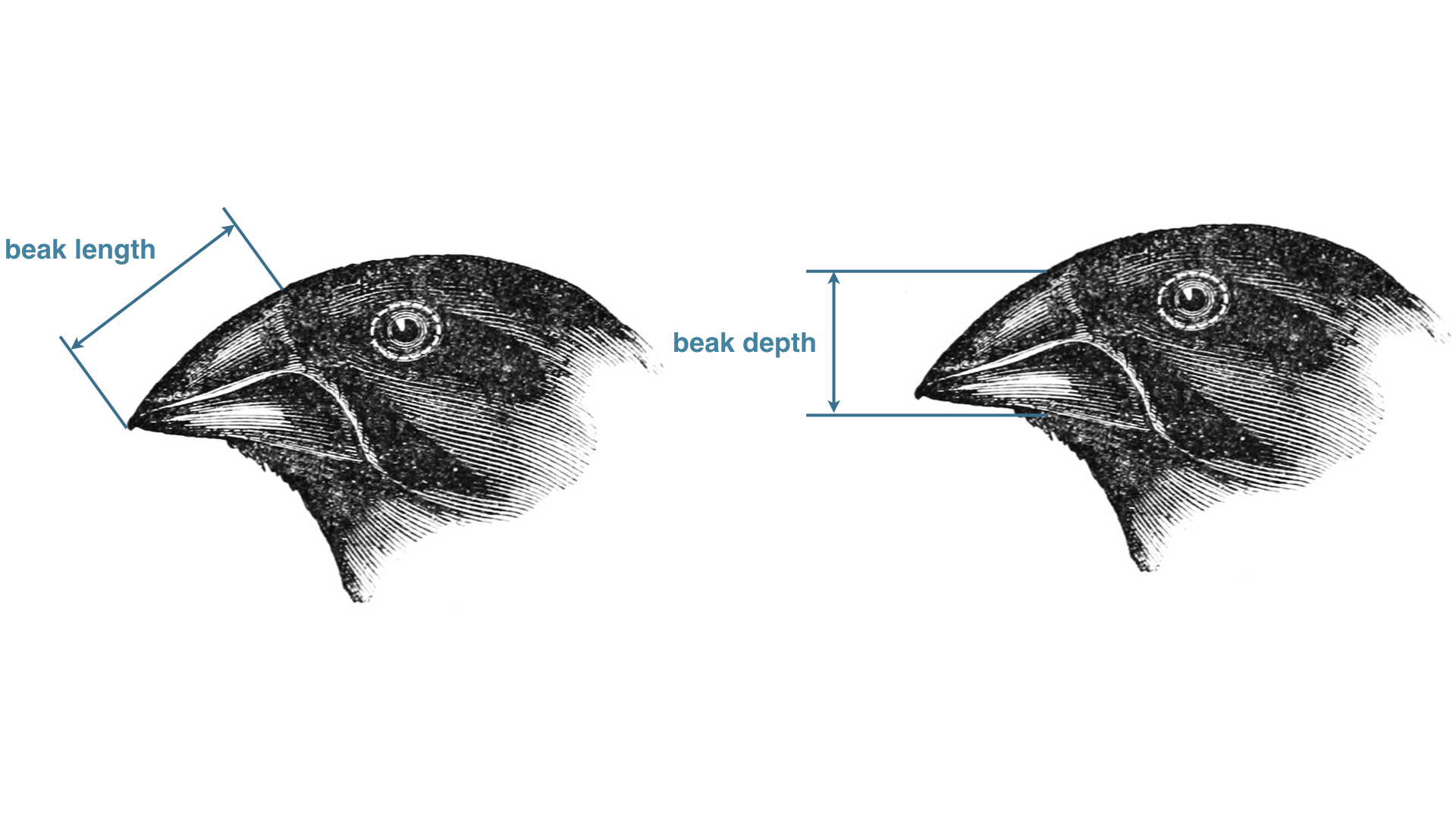 Finch beak diagram