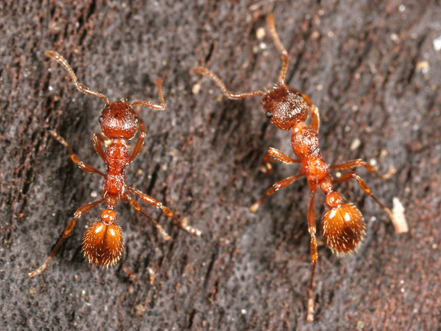 Myrmica rubra ants