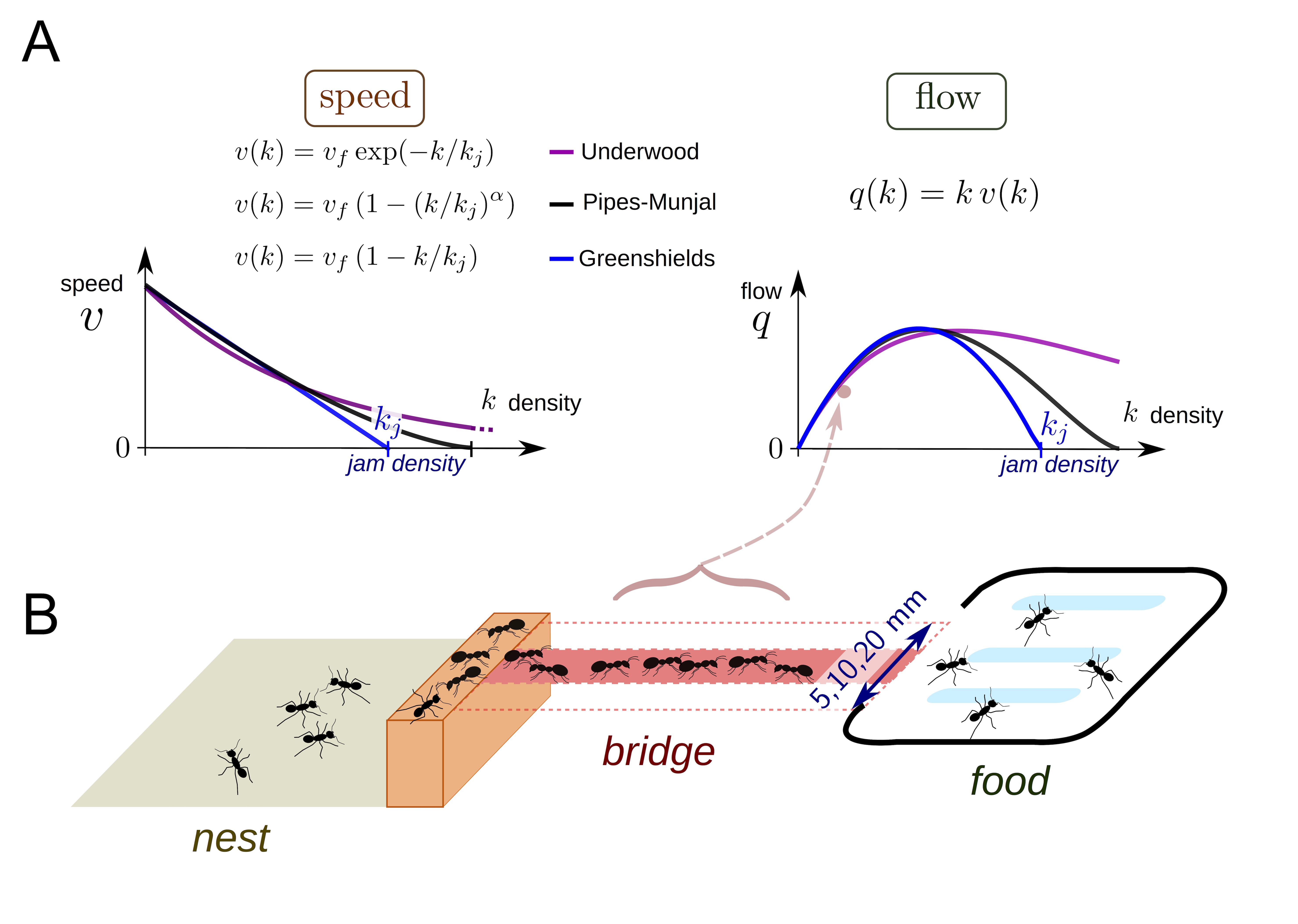 Ant traffic experiment