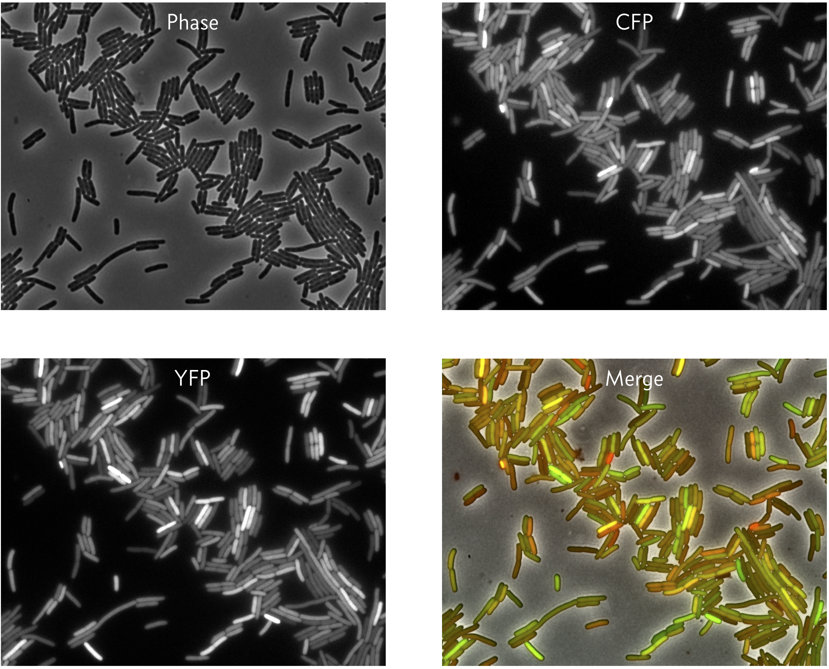 cell noise