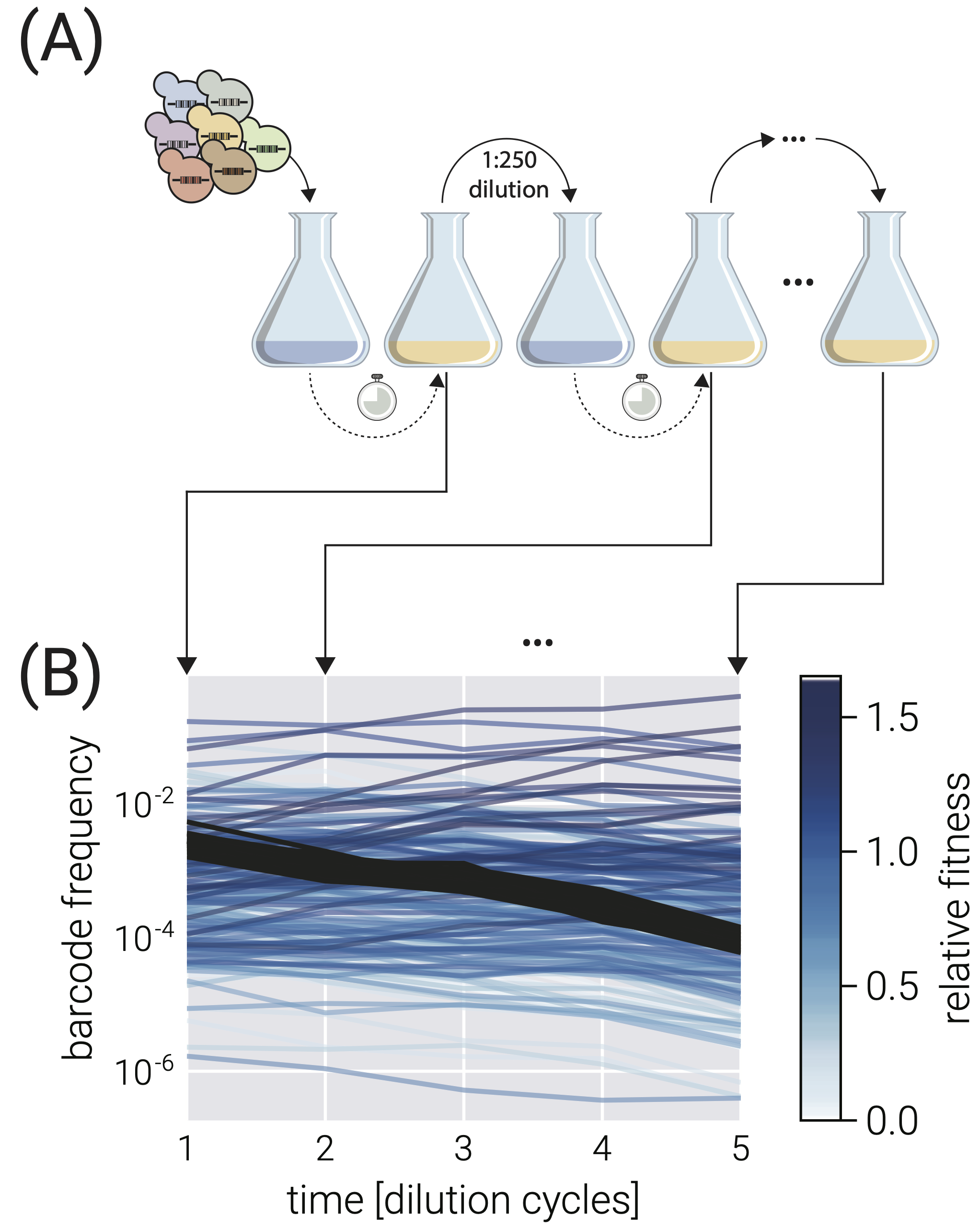 Competition assay schematic